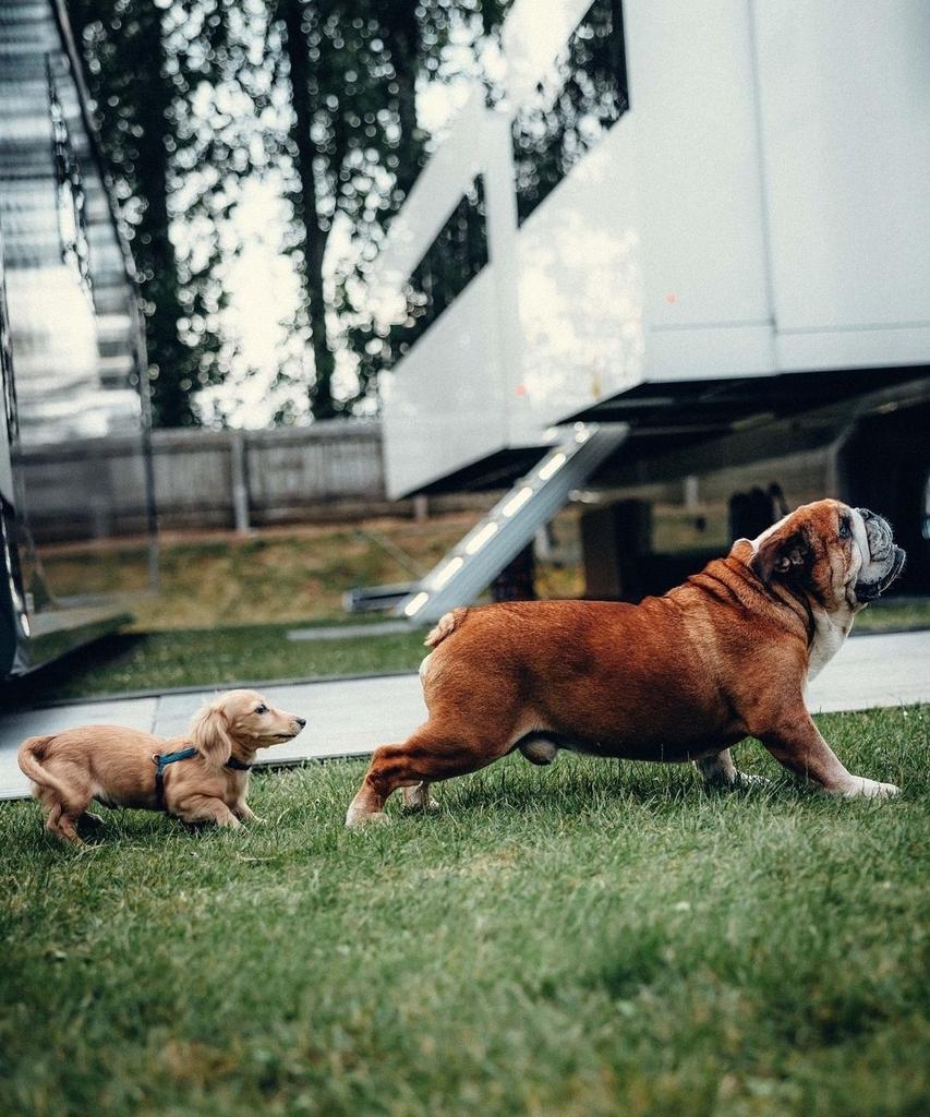 leclercsletters's tweet photo. this special moment when leo first met roscoe 🤍

[silverstone 2024] https://t.co/wcG4IUZS1R
