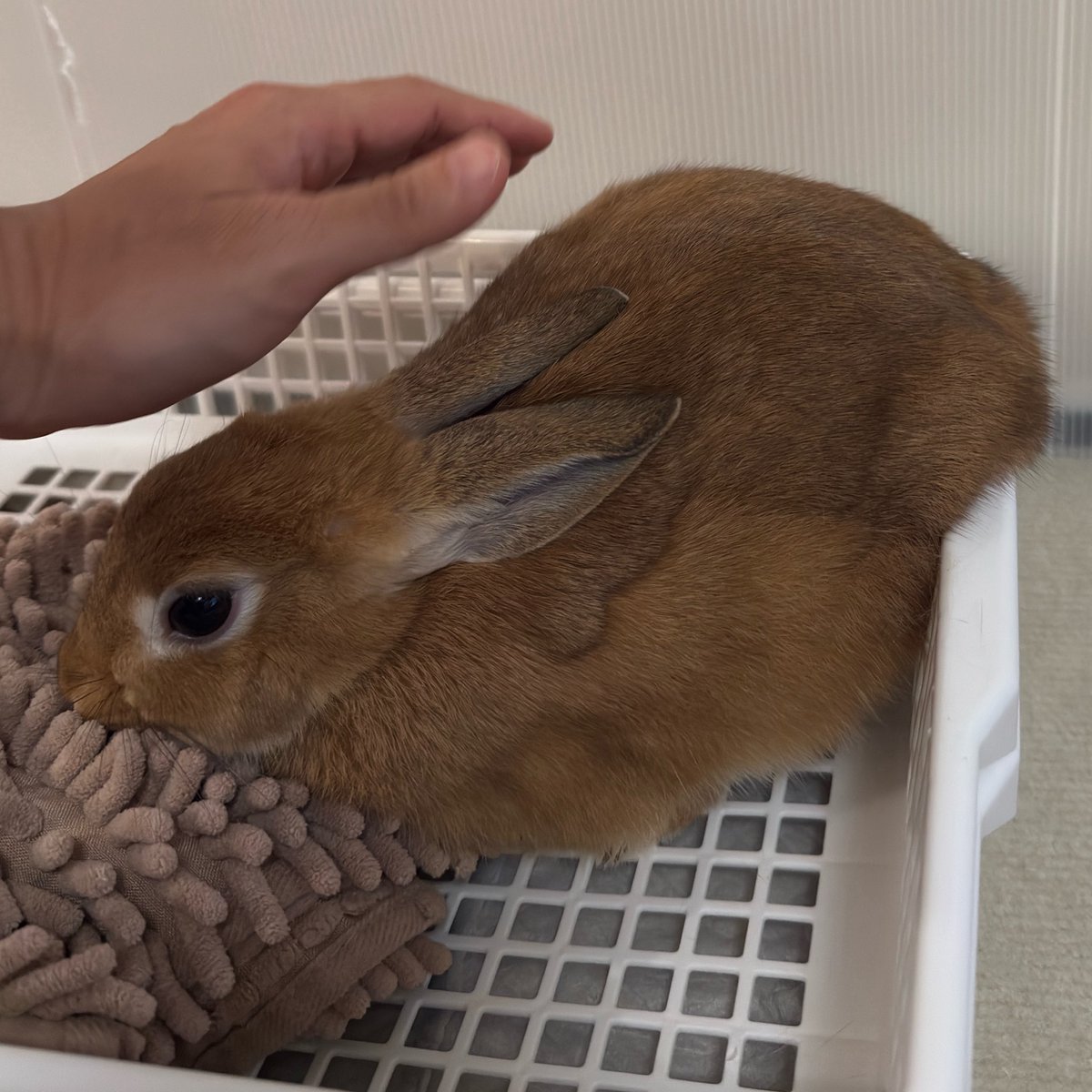 rabbit