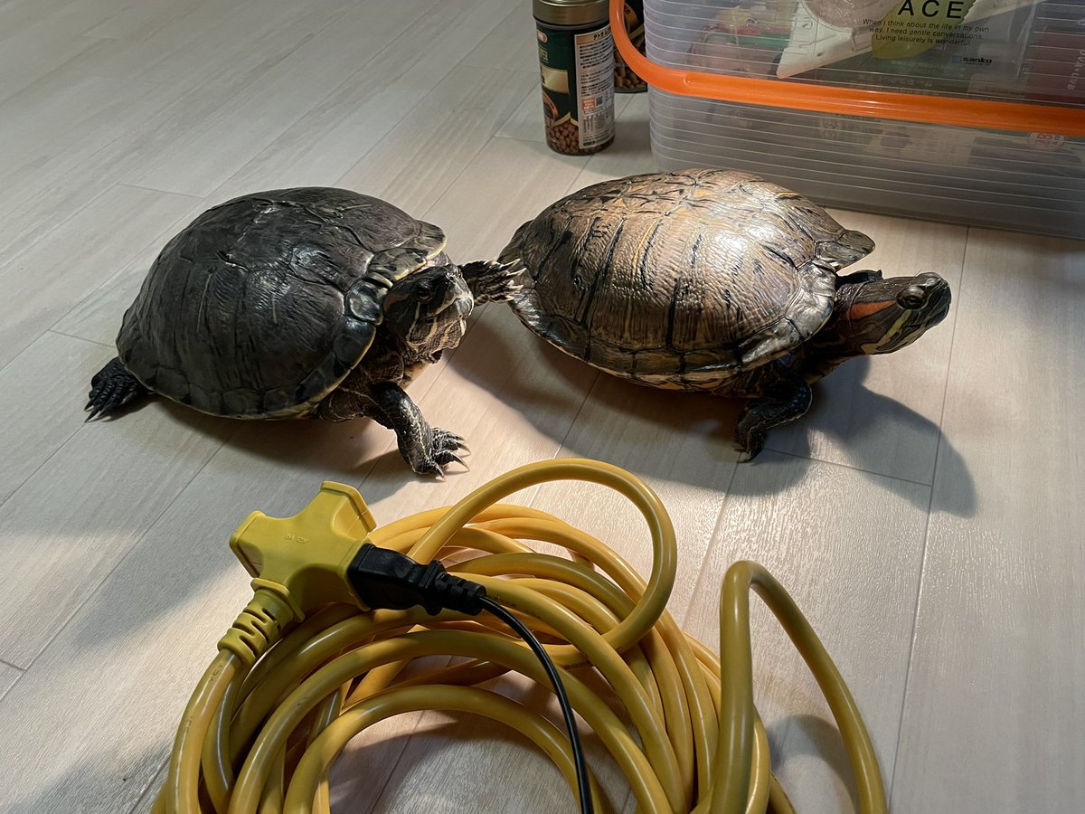 luna999888's tweet photo. ただいま〜😊🐢🐢🐢🎶
朝のちびちゃん→今のちびちゃん☺️✨
＃ミドリガメ
＃爬虫類 https://t.co/5Dvzr19UvE
