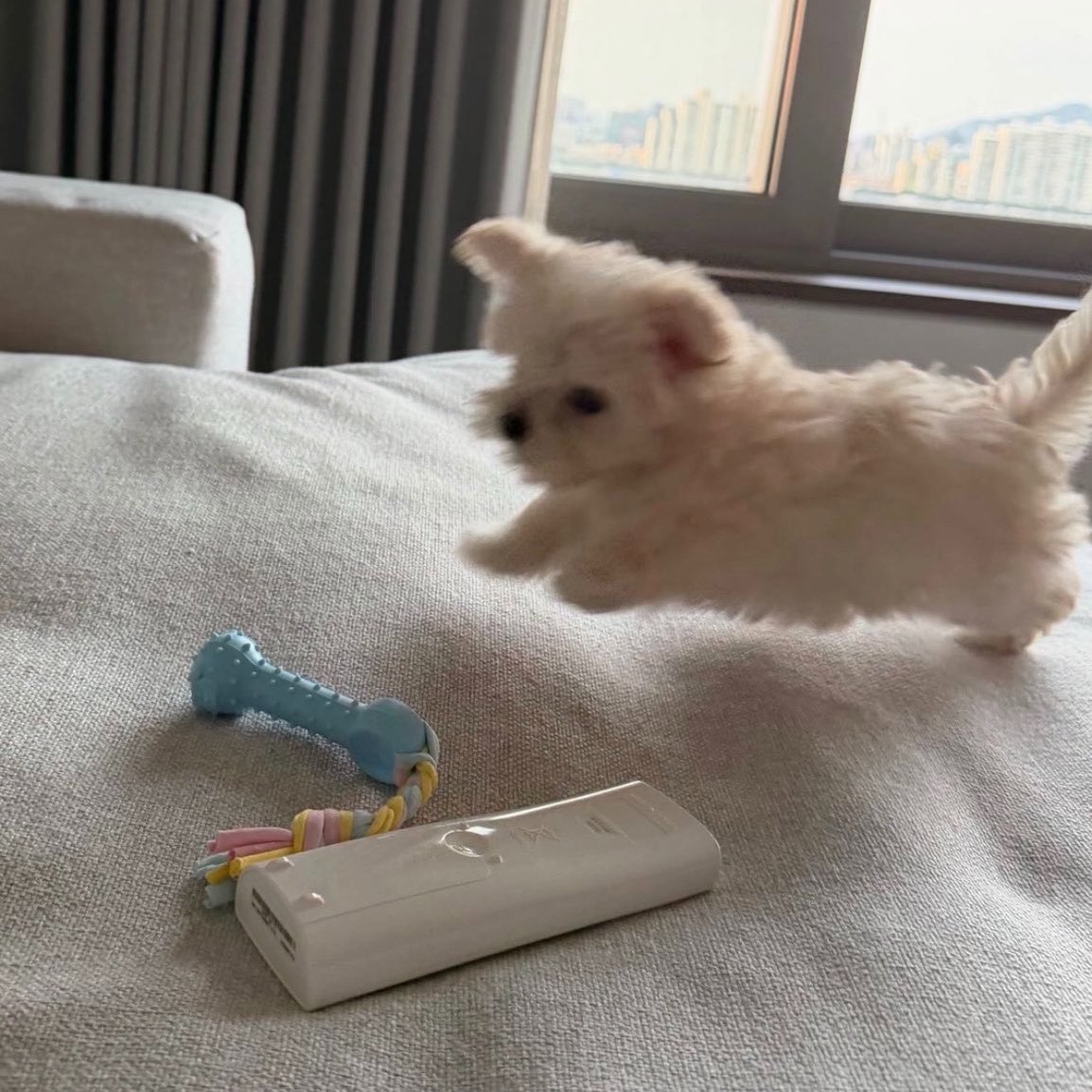 ___imyourdog's tweet photo. อะชึ้บๆๆๆ อะชึ้บบบ https://t.co/IfCfiM3O30