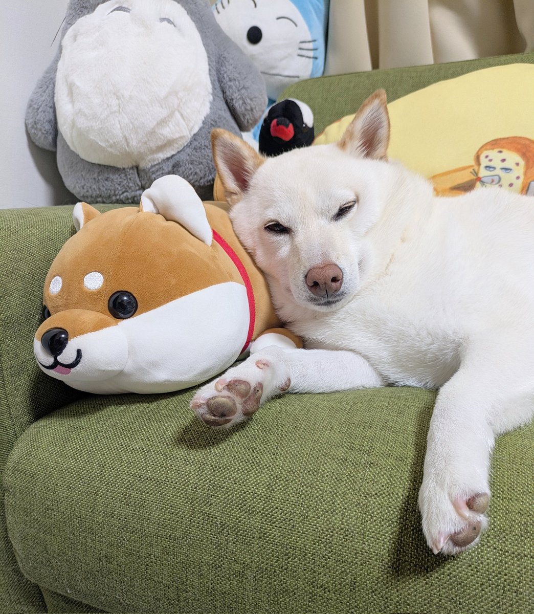 shiba_manmaru's tweet photo. 柴犬のぬいぐるみがお気に入りな柴犬 https://t.co/SYN3yqRtG9