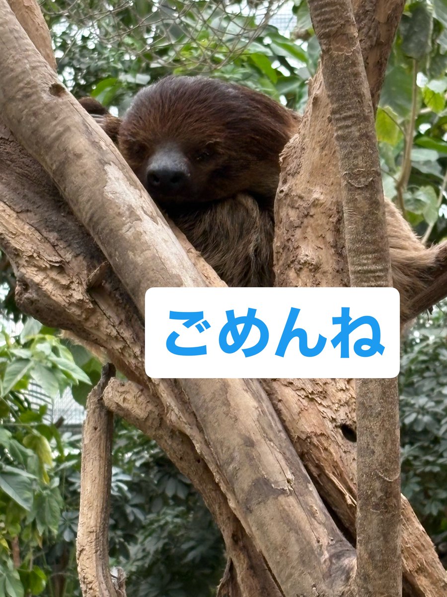 ナマケモノ研究所(The sloth research center)🦥 (@sametyphoon