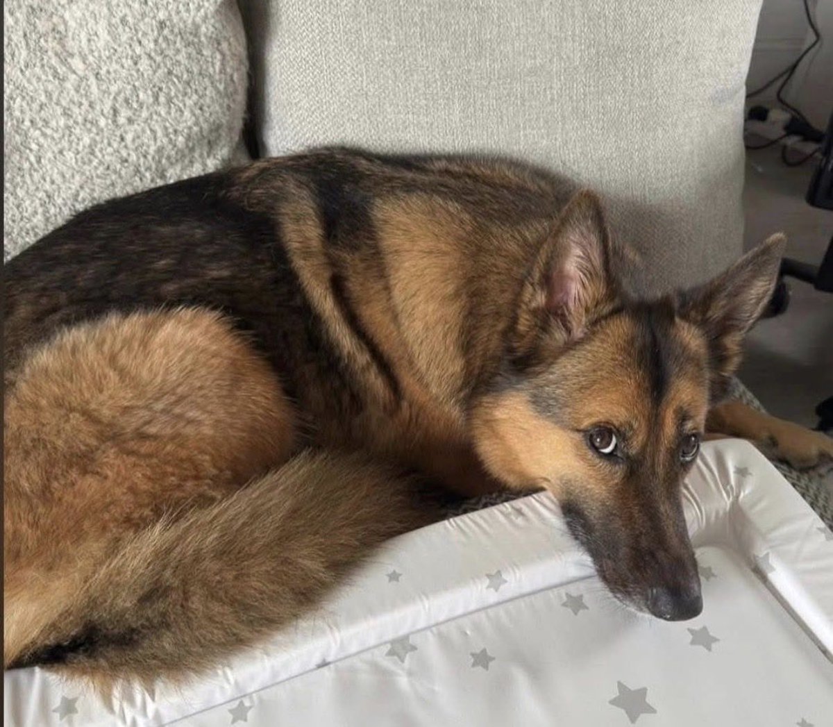 H2RScotland's tweet photo. Can we please have a BIG push of shares for Astrid? 

Astrid is a 5 year old female German Shepherd x Belgian Malinois. She is available and looking for a new home. 
Astrid is chipped and spayed and also healthy with no medical issues. 
She would suit a home with someone who is active and can give her plenty of walks and attention. 
Astrid eats a mix of wet and dry food and can be left on her own. 
She travels well in the van with her dog walker but can be car sick. She sleeps in her owners room at night either on the bed or her own bed on the floor. 
Astrid likes to meet new people and gets excited. She would be fine around teenagers but not small children. 
Astrid doesn’t like cats. She is registered with the vets. 
She is fine on group walks but when she is with her owner she can be reactive to other dogs as she thinks she is protecting her owner. 
A home with no other animals is best for Astrid and her needs. 
She is use to spending time alone at home with background music left on for her. Astrid is excellent at letting you know when she needs the toilet. She is kept on a lead when out on walks as she can be reactive to other dogs but not all dogs. She is also use to a long lead and loves to play with her toy or a ball. Astrid sees playing with toys or a ball as a job and doesn't pay much attention to other dogs unless they come into her space. 

For more information please email info@help2rehome.com