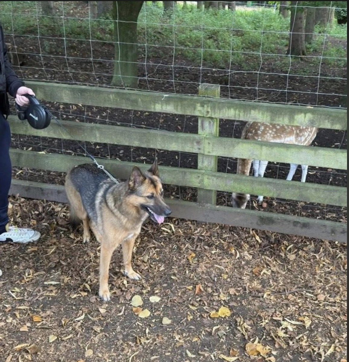 H2RScotland's tweet photo. Can we please have a BIG push of shares for Astrid? 

Astrid is a 5 year old female German Shepherd x Belgian Malinois. She is available and looking for a new home. 
Astrid is chipped and spayed and also healthy with no medical issues. 
She would suit a home with someone who is active and can give her plenty of walks and attention. 
Astrid eats a mix of wet and dry food and can be left on her own. 
She travels well in the van with her dog walker but can be car sick. She sleeps in her owners room at night either on the bed or her own bed on the floor. 
Astrid likes to meet new people and gets excited. She would be fine around teenagers but not small children. 
Astrid doesn’t like cats. She is registered with the vets. 
She is fine on group walks but when she is with her owner she can be reactive to other dogs as she thinks she is protecting her owner. 
A home with no other animals is best for Astrid and her needs. 
She is use to spending time alone at home with background music left on for her. Astrid is excellent at letting you know when she needs the toilet. She is kept on a lead when out on walks as she can be reactive to other dogs but not all dogs. She is also use to a long lead and loves to play with her toy or a ball. Astrid sees playing with toys or a ball as a job and doesn't pay much attention to other dogs unless they come into her space. 

For more information please email info@help2rehome.com