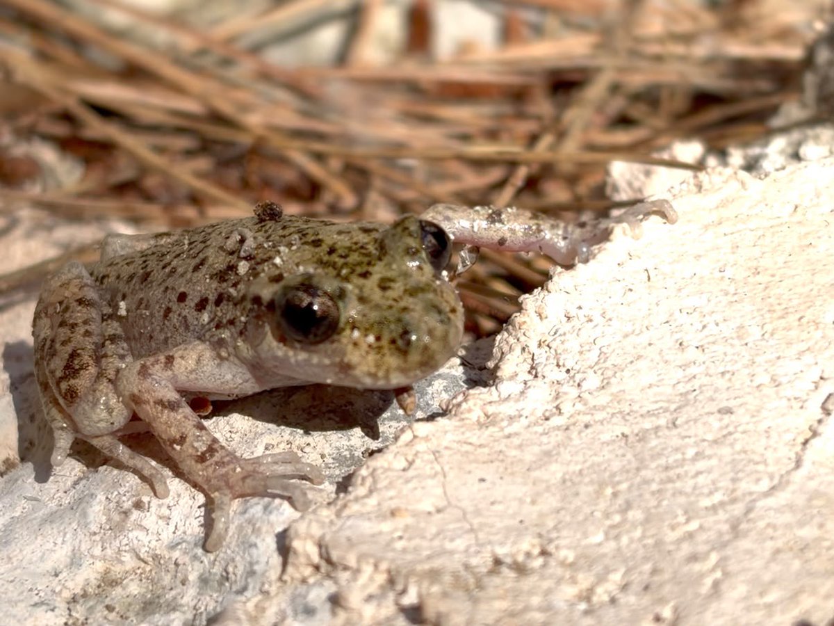AgriculturaGOIB's tweet photo. 🐸 Reforçam la conservació del ferreret amb l'alliberament de 268 exemplars a la serra de Tramuntana.

El @goib i el Zoo de Barcelona impulsen una nova actuació per consolidar les poblacions d'aquesta espècie endèmica de Mallorca.

🔗 https://t.co/yTPjZBcS6E https://t.co/5JT89BiHlO