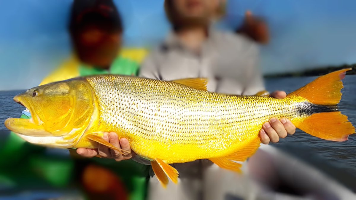rbteran's tweet photo. La pesca deportiva es un motor turístico santiagueño
https://t.co/ekoQ1RRCNp
#pescar #Argentina #turismo @doradosconmosca https://t.co/cz0ZUhQMPU