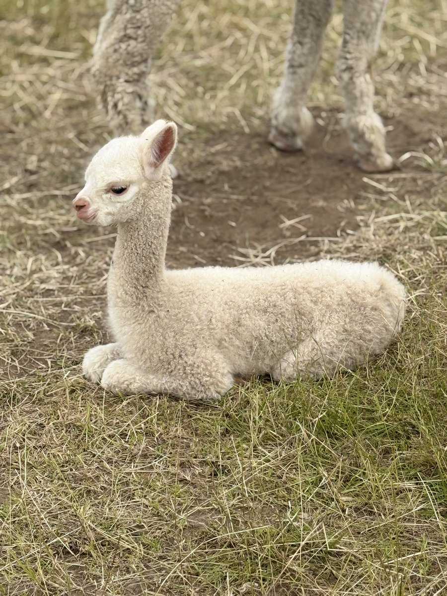 BarnacreAlpacas's tweet photo. Ermmmm I think you were supposed to be white!!! https://t.co/lFse92vT7f