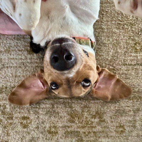 NOT_CFJ's tweet photo. #Foster Jet while his owner is away
• 07/20/26–02/28/27
• Within 4hrs of Haddonfield, NJ
Foster Jet: https://t.co/gQl9rsekCS
@pactforanimals
Note: The owner covers all expenses
#PACTforAnimals #MilitaryPets #RescueDog #SupportOurTroops #FosterForFreedom #NewJerseyDogs https://t.co/Wrnar7YwHn