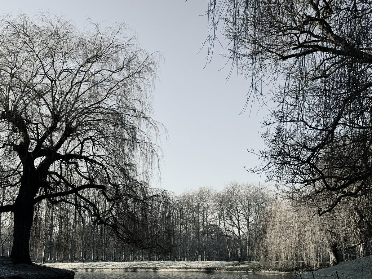 wavesbyearth's tweet photo. I love trees in winter 'cause they're bald. https://t.co/sQnir3xo7i
