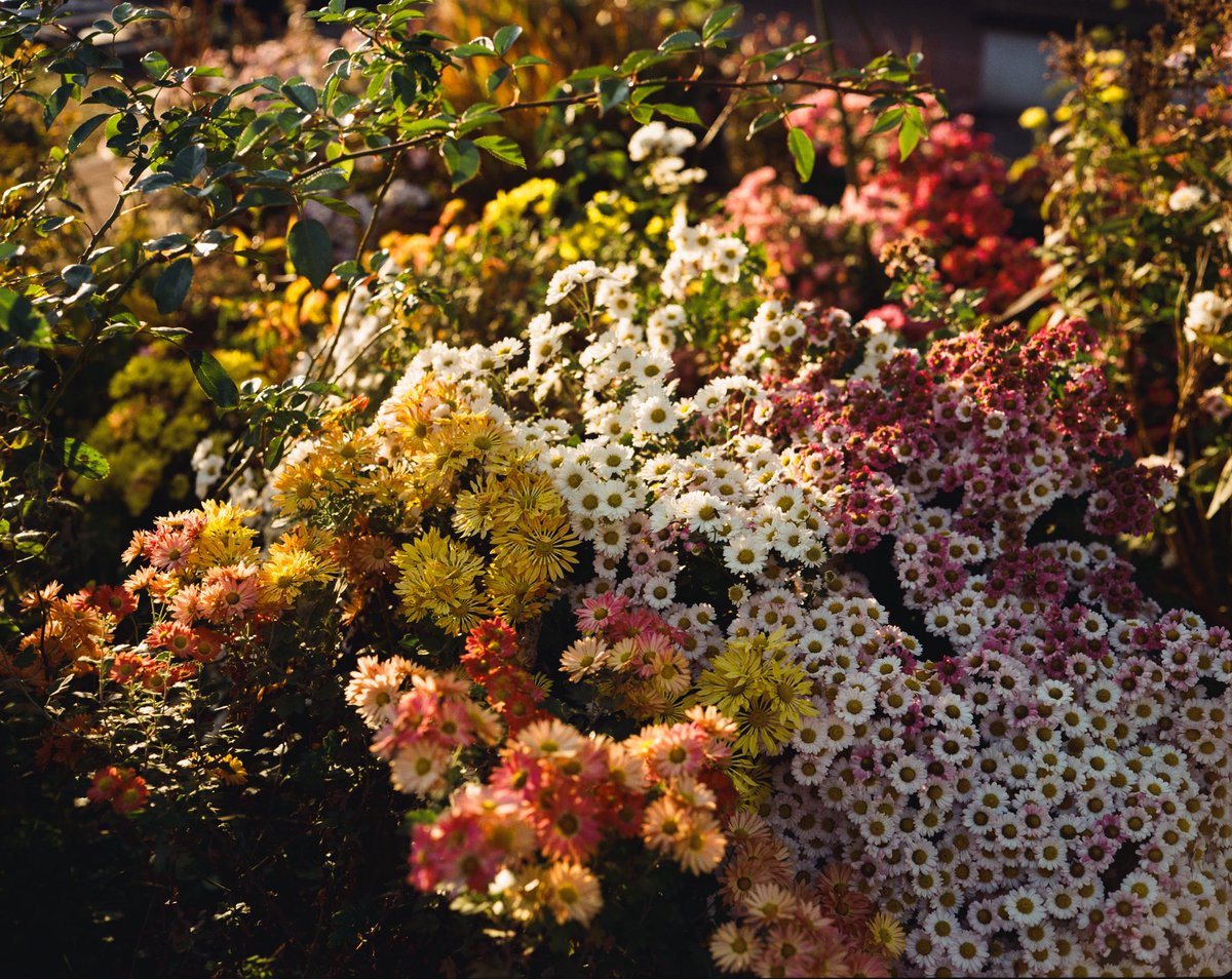 motokifilm's tweet photo. Kodak Portra 400 https://t.co/56P7PN92lD