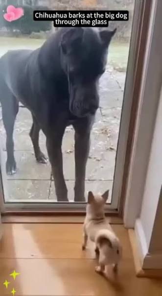 Tjejamba's tweet photo. @toys_ndjebela I am reserving my excitement for later because MTC is the big dog in this scenario and I doubt whether CRAN has any teeth to do anything. https://t.co/K60f3sjxL8