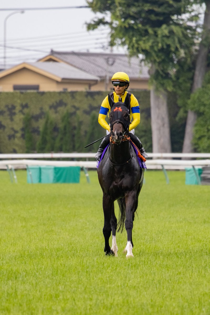 aaa_tomakoma's tweet photo. アスコリピチェーノに続いてジャンタルマンタルまで引退とは…
二歳王者､女王から古馬でも輝かしい戦績を残し､25年上半期の勢いはまさに時代を担うマイル王者､女王だったと思います。お疲れ様でした。

 #ジャンタルマンタル #アスコリピチェーノ https://t.co/VBKXRYVICZ