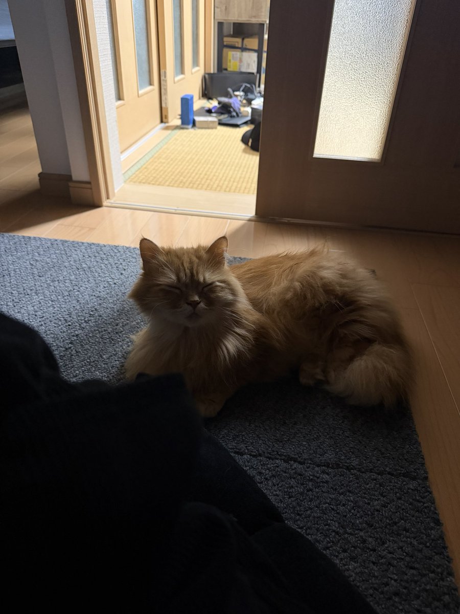kyou_back's tweet photo. これは眠すぎて隣で微笑みかけてきてるように見えるてちね https://t.co/DYVrca9SKF