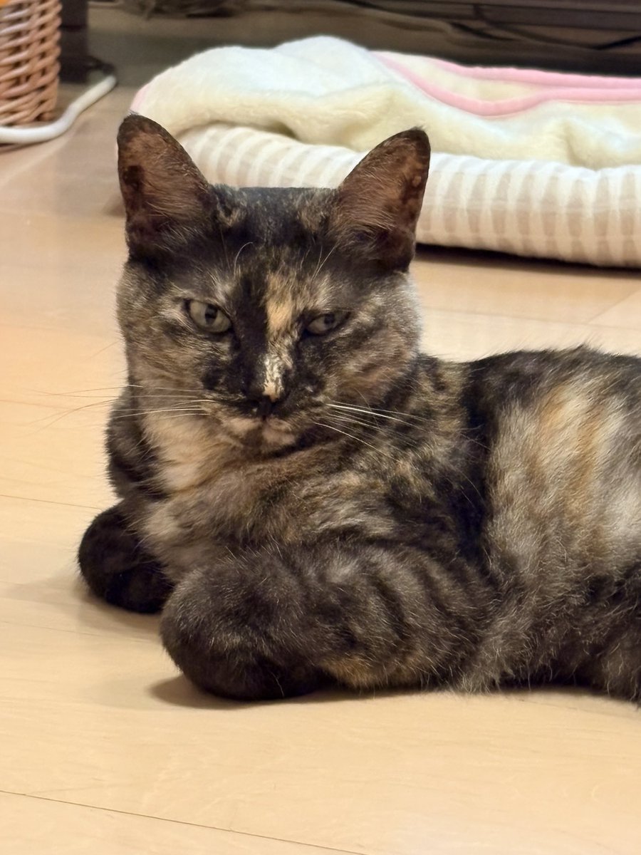 coromint1's tweet photo. 2時起きでいっしょに応援してたから眠いよね…いや待てよ、おまえずっと昼寝してなかったか？

＃猫好きさんと繋がりたい　＃猫のいる暮らし https://t.co/v5ic5DV9gO
