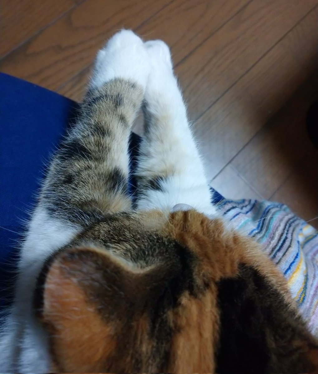 りりちょ ️😺 (@8ofyrVM2Mx34877) / Posts / X