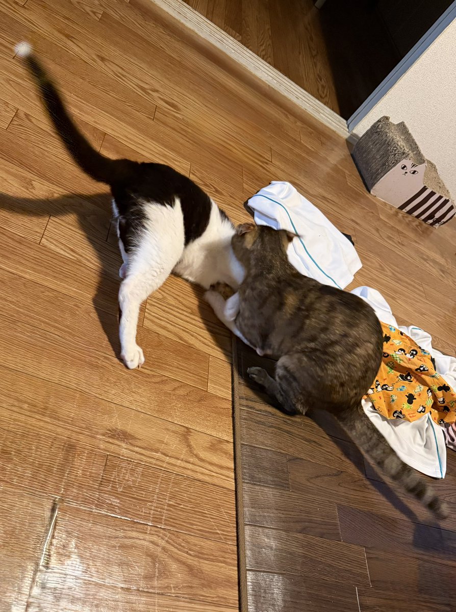 ten_te22's tweet photo. 仕事帰りに、茅の輪くぐりに行ってきました☺️
猫たち共々、健やかに過ごせたお礼と、下半期の息災をお願いしてきました✨

家に帰ったら、猫たちは元気に喧嘩中😅
怪我せんとってな！！ https://t.co/Jt40HZUOBj
