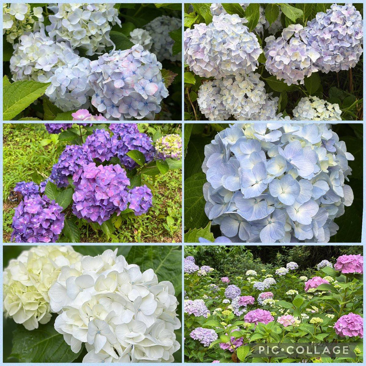 1208Manami's tweet photo. 神戸市立森林植物園に紫陽花見に行ってきた☺️
紫陽花かわいい♡ https://t.co/4QckYvaqFd