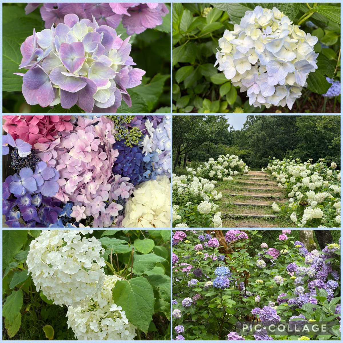 1208Manami's tweet photo. 神戸市立森林植物園に紫陽花見に行ってきた☺️
紫陽花かわいい♡ https://t.co/4QckYvaqFd