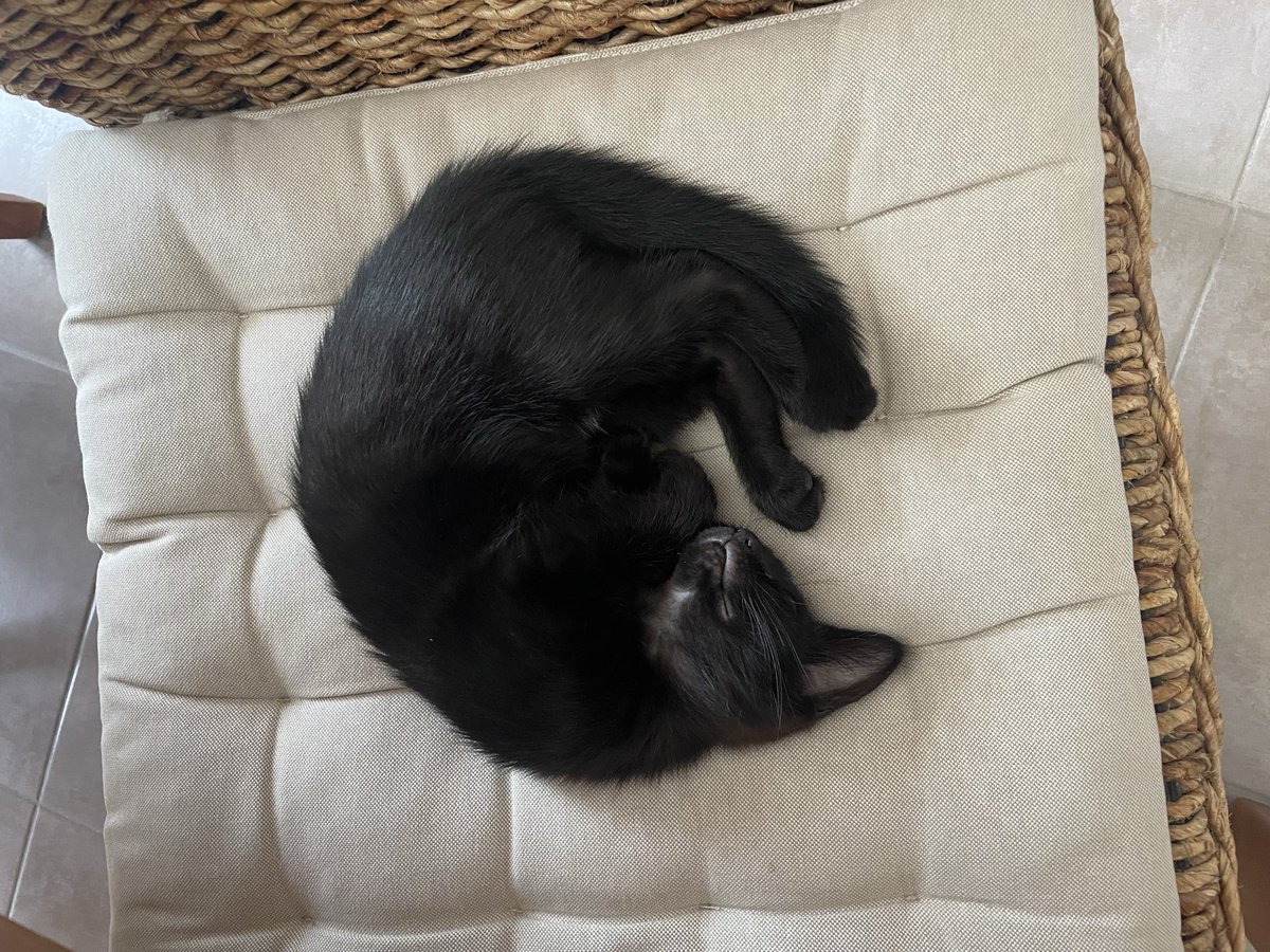 gobouille_'s tweet photo. mbb est fatiguée de m’avoir sauter dessus toute la nuit https://t.co/gmnWia3KQY