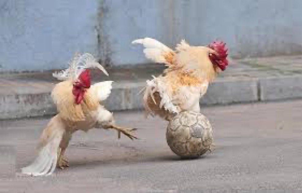 Ledjinnrois's tweet photo. Quand tu dis phases des poules a une meufs https://t.co/fLDIrDmNa6