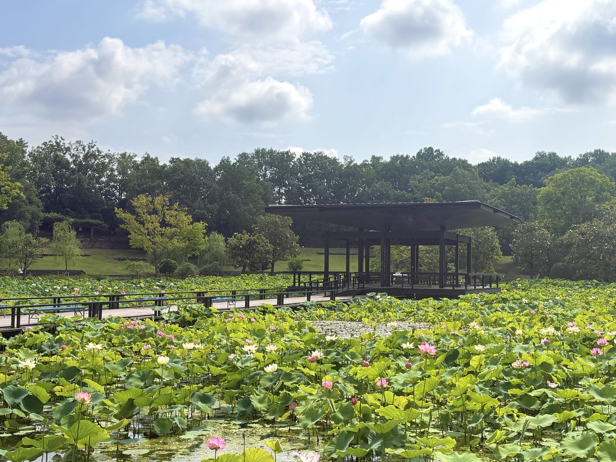 expo70park_jp's tweet photo. ＼1970年 → 2026年🕰️／

大阪万博当時の日本庭園「はす池」と、同じ画角で撮影してみました📸
（左が1970年大阪万博当時、右が現在の風景です）

当時と比べると、今では深い緑に包まれた憩いの場に変化しています🌳✨

時代を超えて今も変わらず心地よい時間と癒しを届けてくれる、人気の場所です🪷

#大阪万博 #EXPO70 #万博記念公園 #日本庭園