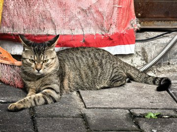 ZzZeviReal's tweet photo. @TheCatsX 😡 https://t.co/AJ8VBHbpFg