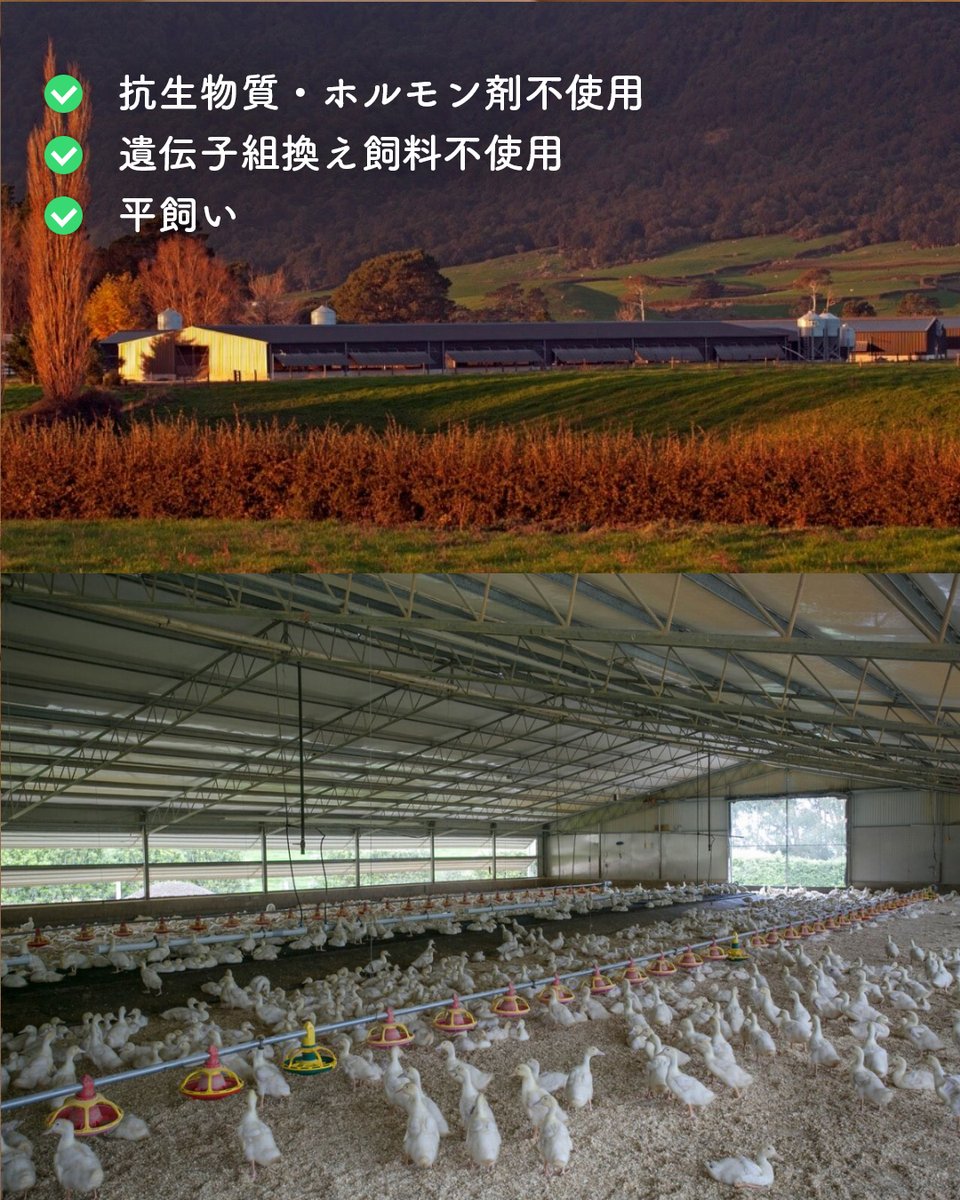 horizonfarms's tweet photo. ニュージーランド産合鴨肉🦆ロースブロックと、骨付きもも肉が使いやすいサイズにリニューアル🍖✨

💡安全ポイント
✅広々とした合鴨舎で平飼い
✅成長ホルモン剤・抗生物質不使用
✅農場への化学肥料・農薬不使用
✅非遺伝子組換えの良質な飼料
✅強制給餌、くちばしの切断は一切なし

#horizonfarms https://t.co/jo8zKJAUCT