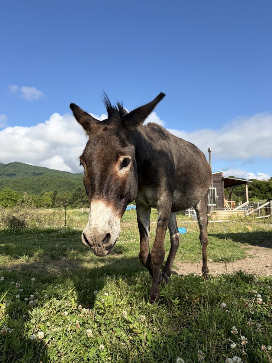 taromar_u's tweet photo. 私が塩を炊く合間、放牧地の木陰に腰を下ろすと、クサツネはいつも「おい、遊ぼうぜ」と言いたげな顔で寄ってきて、私のズボンを口でくわえて引っ張ります https://t.co/vA7jZAWIh9