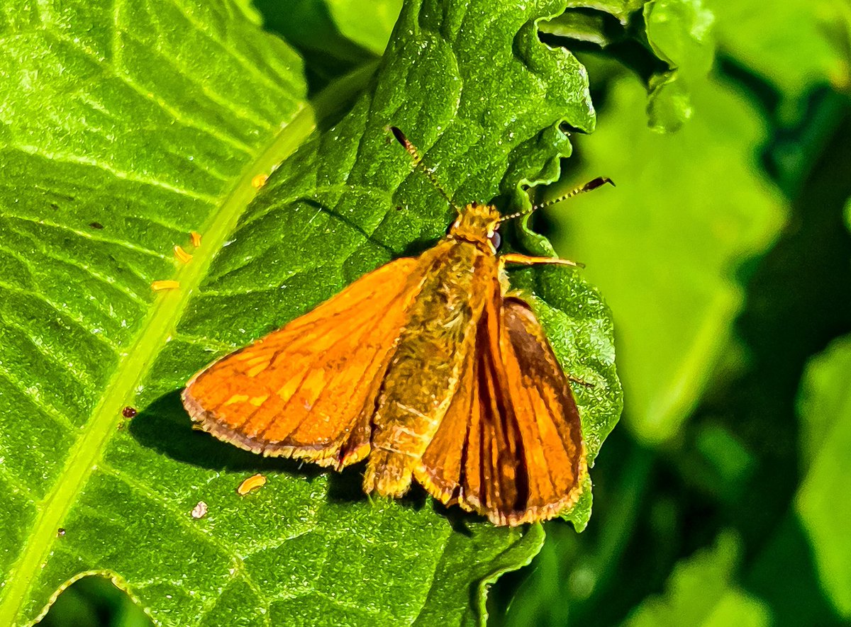 dinobreezy's tweet photo. #Goedemorgen op #dag30 van de #juni_heligrafie #fotochallenge van @Laurentius66
Vandaag sluiten we af met het thema #oranje π§‘ https://t.co/Y9P7uV9BWt
