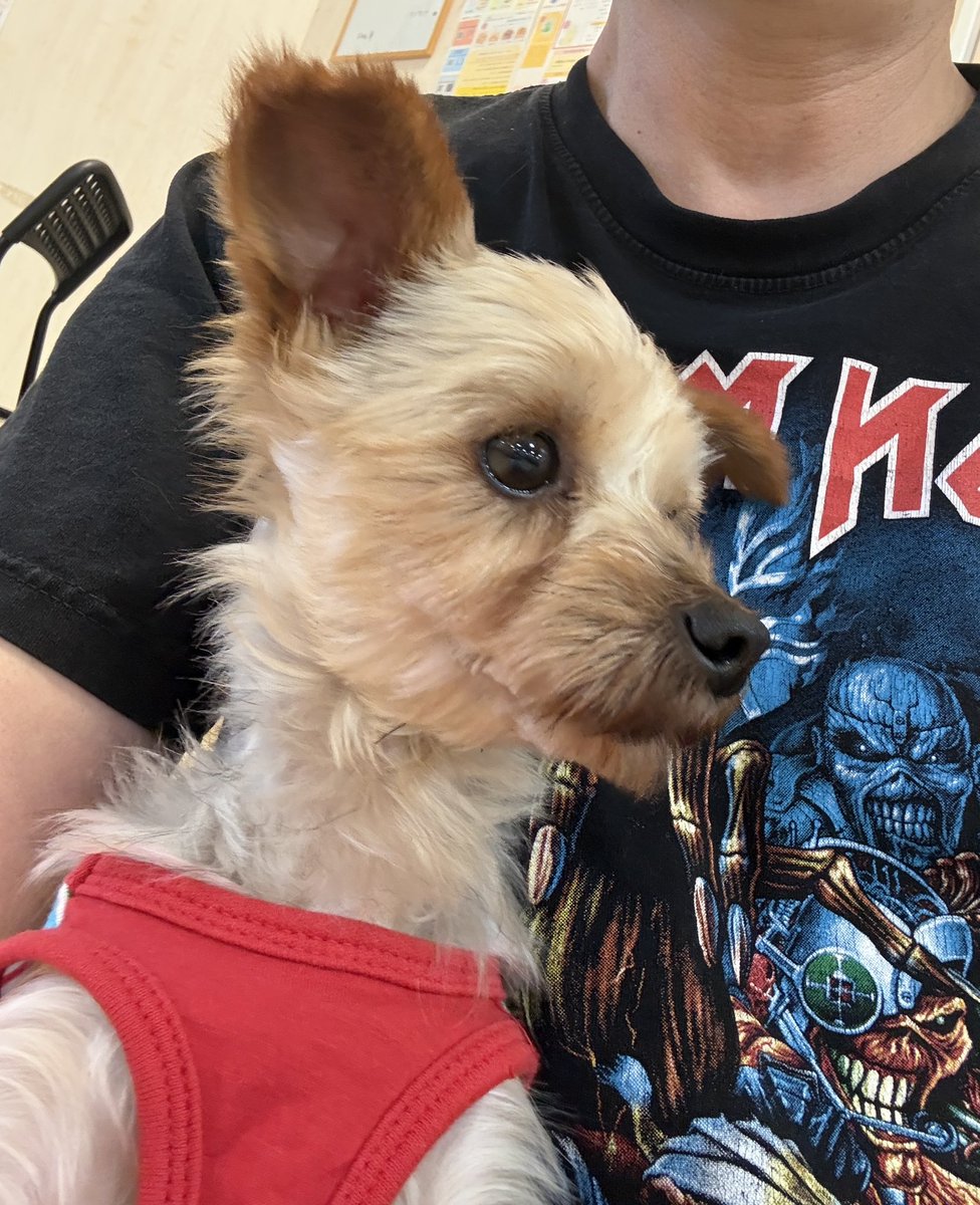 nonnonworks1969's tweet photo. 保護犬のわんこたちがみんな可愛い💕

#保護犬カフェ印西 https://t.co/7hBrLOsok8