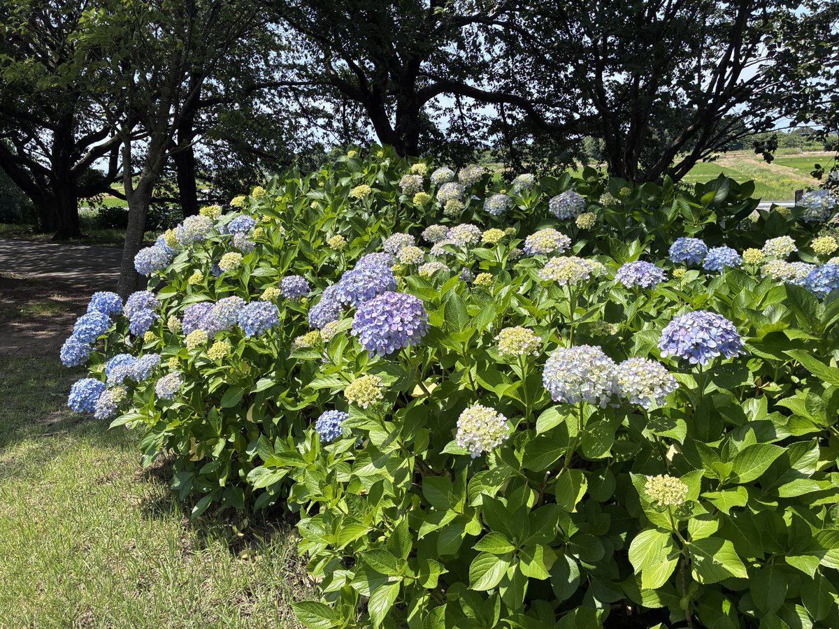 azuki_7bc's tweet photo. 今日は図書館の帰りに上堰潟公園で4000歩ほど歩いてきた。
日差しは強いけど、日陰ならそこまで暑くなかった😊 https://t.co/8HvpD7o2OK