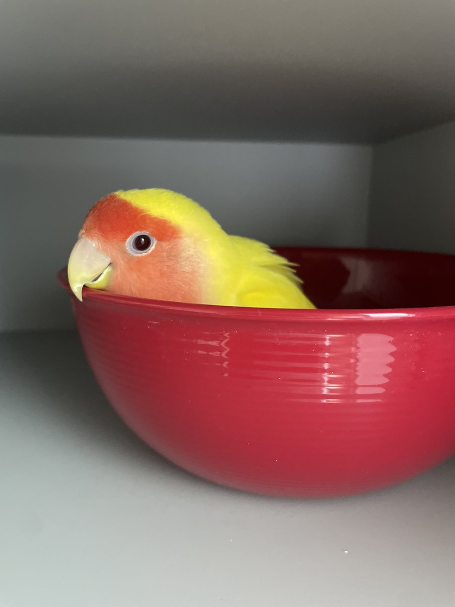 yuimamayoshi's tweet photo. れもんちゃんかわいい💕
親バカですが…
コザクラインコのモデルに採用いかがですか？ https://t.co/TdprBDiD78