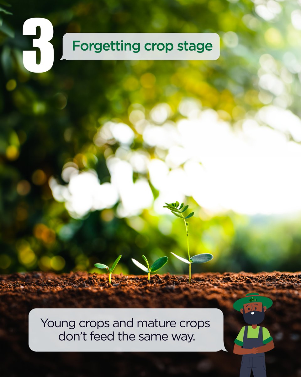 srafrochicks's tweet photo. 🤔Are you applying fertilizer the right way? Avoid the following mistakes...❌

#SRFertilizer #EnrichingSoilFeedingNations https://t.co/N7Ht6ibxxW