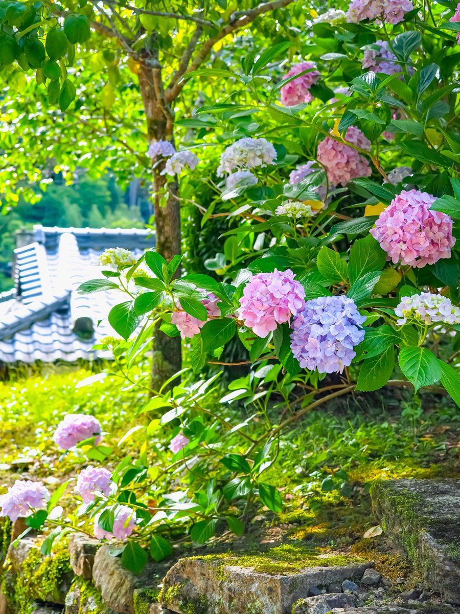 kazu_pot27tora7's tweet photo. 〜奈良長谷寺の光差す紫陽花〜

OLYMPUS E-M1
OLYMPUS M.12-40mm F2.8 PRO
#カメラ撮りフォト
#大和観音あぢさゐ回廊 
#奈良長谷寺 https://t.co/X47z4w4I1x
