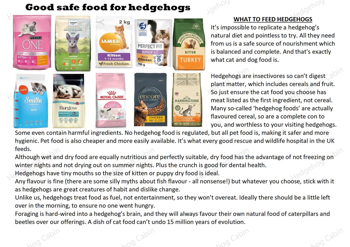 HedgehogCabin's tweet photo. No, Carl is very wrong.
Hedgehogs are NOT usually covered in ticks.
Ticks are parasites that are attracted to the smell of infection and disease.
And a hedgehog out in the open in the day like this is seriously ill and needs treatment from a rescue (never a vet) urgently.
I hope Carl deletes this awful misleading and harmful post.
It's fabulous news that you have a hedgehog in your garden - you are privileged, as they are so rare now.
I hope you provide clean water every night and some safe food. That will be a life saver!❤️