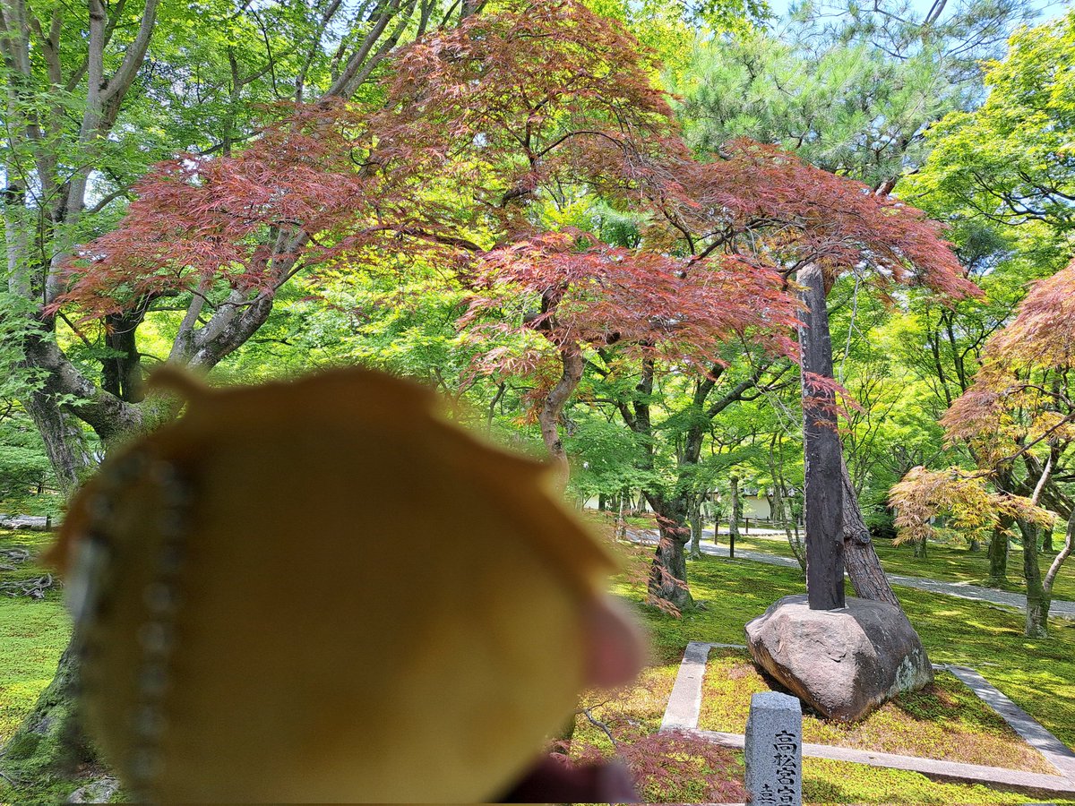 tknchab_trpg's tweet photo. 先日から祝に京都を見せて回っている https://t.co/RGHoxoCF6J