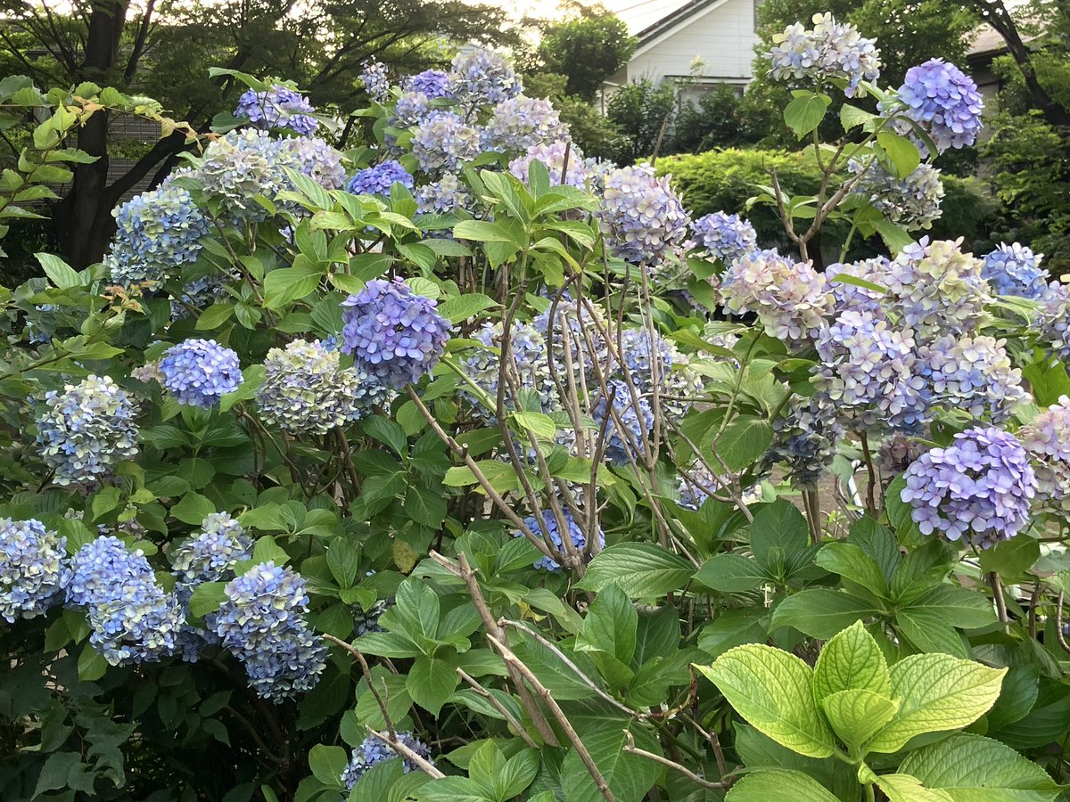 zhuton3788's tweet photo. 紫陽花の花言葉知ってますか？
「本日休んでみますんで」らしいです。
日本代表メンバーも休まれてるので、私も休んでみますね。
#寺田屋　#ラーメン健太 https://t.co/7SweJ2XgiX