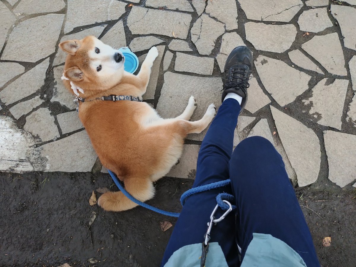 armedshepherd's tweet photo. 呼ばれて見るのは珍しい #柴犬 https://t.co/uxZ8jvdr3P
