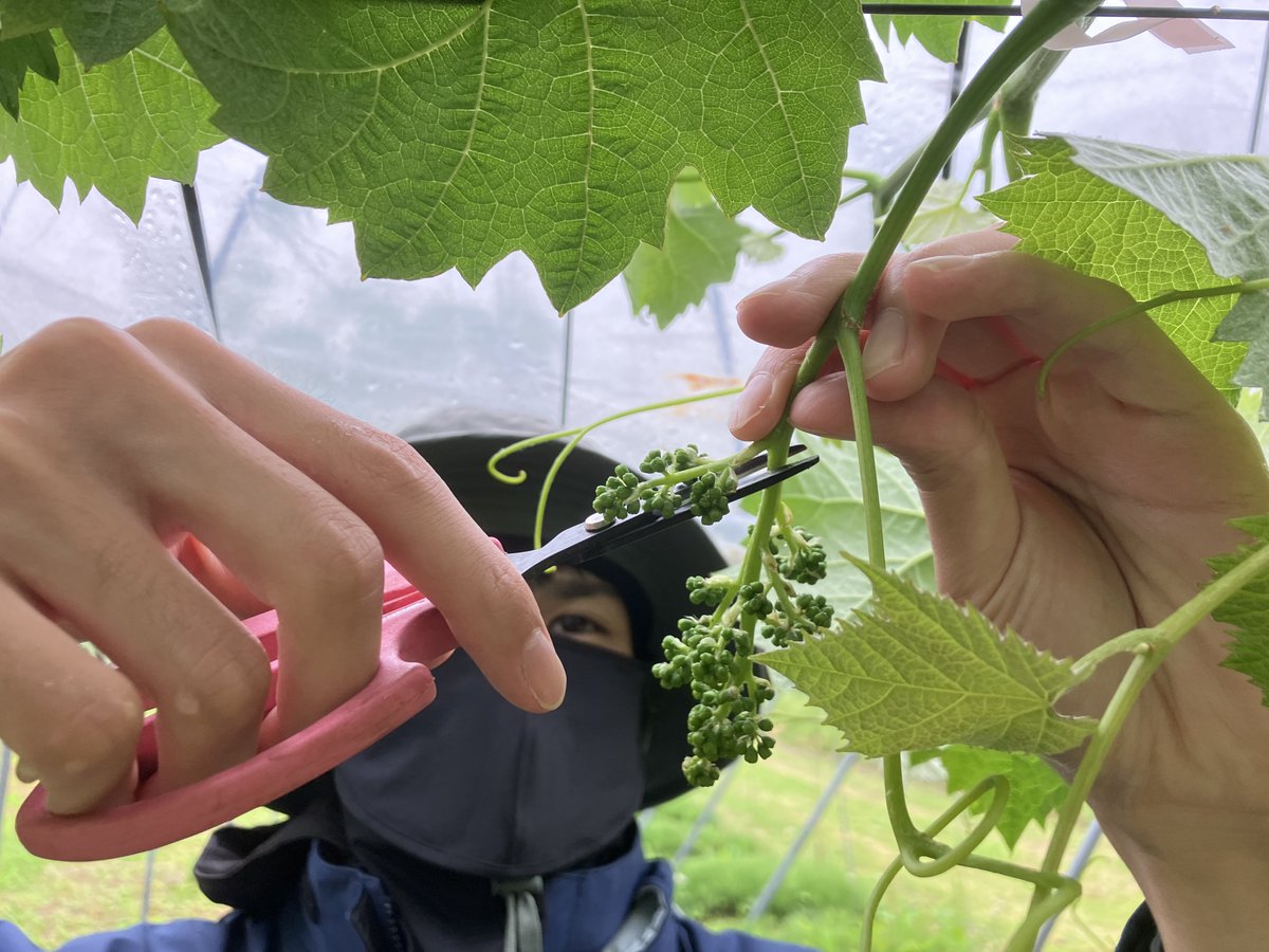 iwate_iarc's tweet photo. 【らぼ・れたあ】新採���職員が、ぶどう「シャインマスカット」の花穂整形作業時間を大きく削減できる上部支梗利用技術を用いて、この道〇〇年のぶどう担当者と作業時間で勝負！結果は…？
https://t.co/8KOUcyBsR4
＃いわての農業 https://t.co/yAQGN33NOe