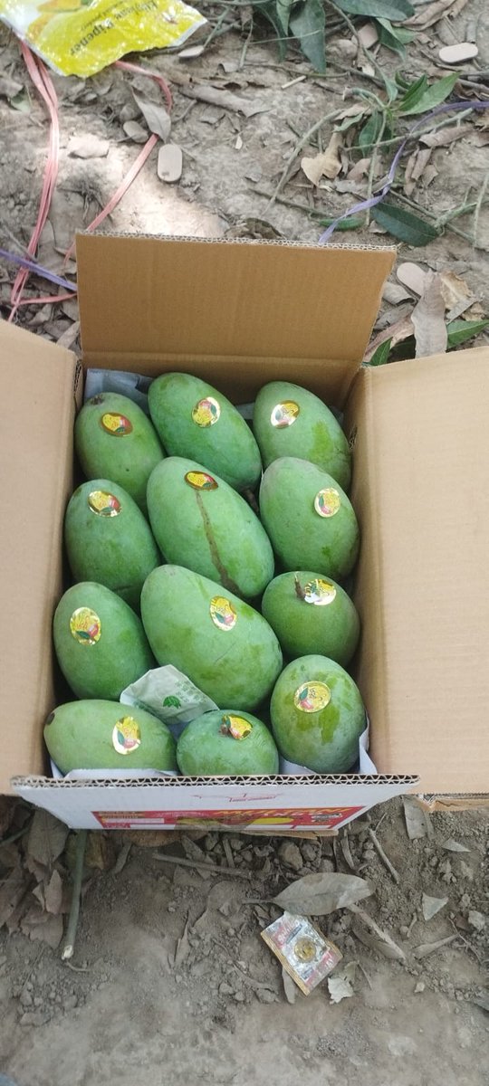 Sumiya_Naeem's tweet photo. Export Quality Chaunsa is here! Sweet, juicy, and naturally delicious. Order now and enjoy premium mangoes delivered to your doorstep.
DM for details 

#multanimangoes #exportquality https://t.co/ZK77m6BZZi