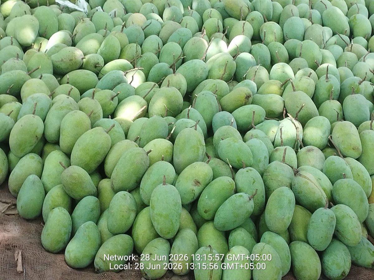 Sumiya_Naeem's tweet photo. Export Quality Chaunsa is here! Sweet, juicy, and naturally delicious. Order now and enjoy premium mangoes delivered to your doorstep.
DM for details 

#multanimangoes #exportquality https://t.co/ZK77m6BZZi
