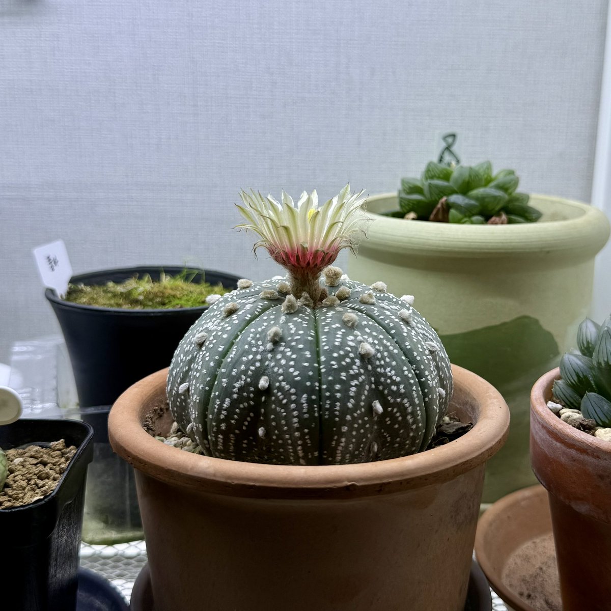 madplanter's tweet photo. 이 집에선 꽃대 올라오는 시기에 베란다 빛이 부족해서 자꾸 꽃대가 떨어진다. 식물등 아래로 옮겼더니 겨우 하나 피웠음. #투구선인장 https://t.co/QoQwb5lVfh