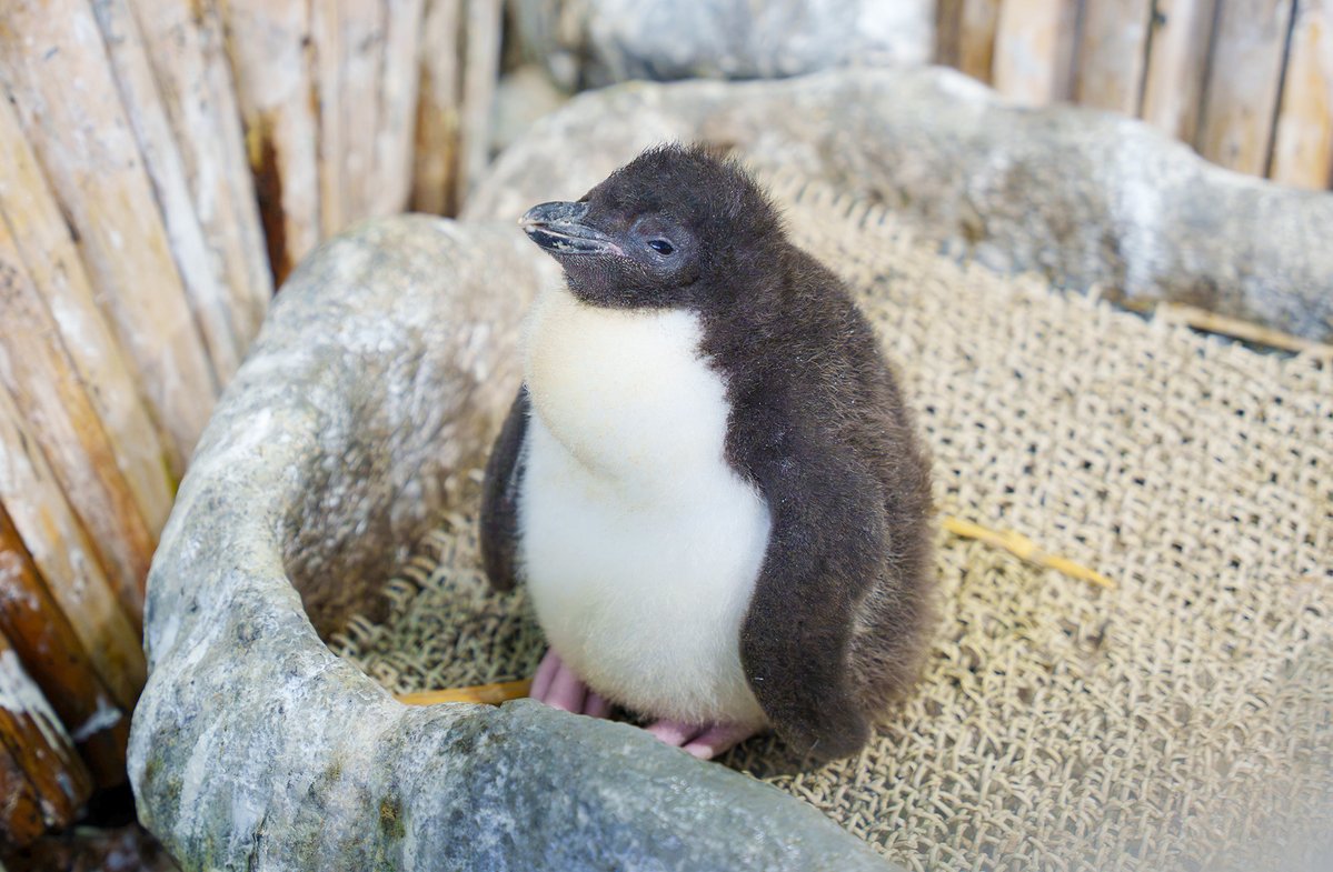 Osaka_Kaiyukan's tweet photo. まるで海苔で巻いたさんかくおにぎり？

ミナミイワトビペンギンのヒナふくふくと元気に成長中です🐧🐧🐧
#フォークランド諸島 https://t.co/60KrdQ5BQs