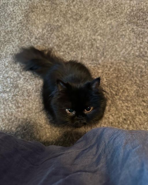 blackscats's tweet photo. https://t.co/dklzwMndv5