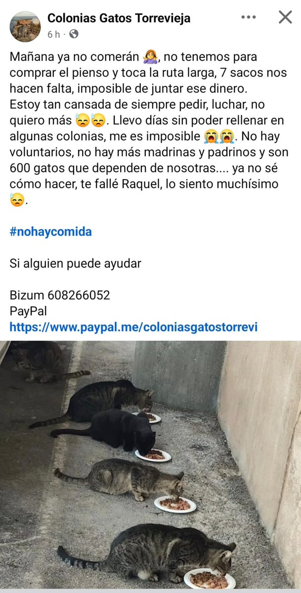 AcofalX's tweet photo. AYUDA  URGENTE 
Mañana ya no comerán , no tenemos para  el pienso
 Llevo días sin poder rellenar en algunas colonias. No hay voluntarios, no hay más madrinas y padrinos y son 600 gatos que dependen de nosotras.... 
Bizum  685 63 59 50 y 608266052
PayPal https://t.co/tPWcBREwhV https://t.co/iIZ7Jx4yuP
