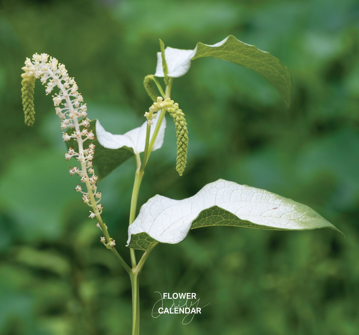 543life's tweet photo. ハンゲショウ｜花の日めくり

花言葉「内に秘めた愛」

東アジアから東南アジアに広く分布するドクダミ科の多年草で、6〜8月に咲きます。
花序に近い葉の数枚が白く変色し、利尿や解毒などの作用がある「三白草（さんぱくそう）」という生薬としても利用されます。

▼暦生活｜日本の季節を楽しむ暮らし｜365日、毎日暦のお話をお届けします♪
https://t.co/xJV2YNFkYT