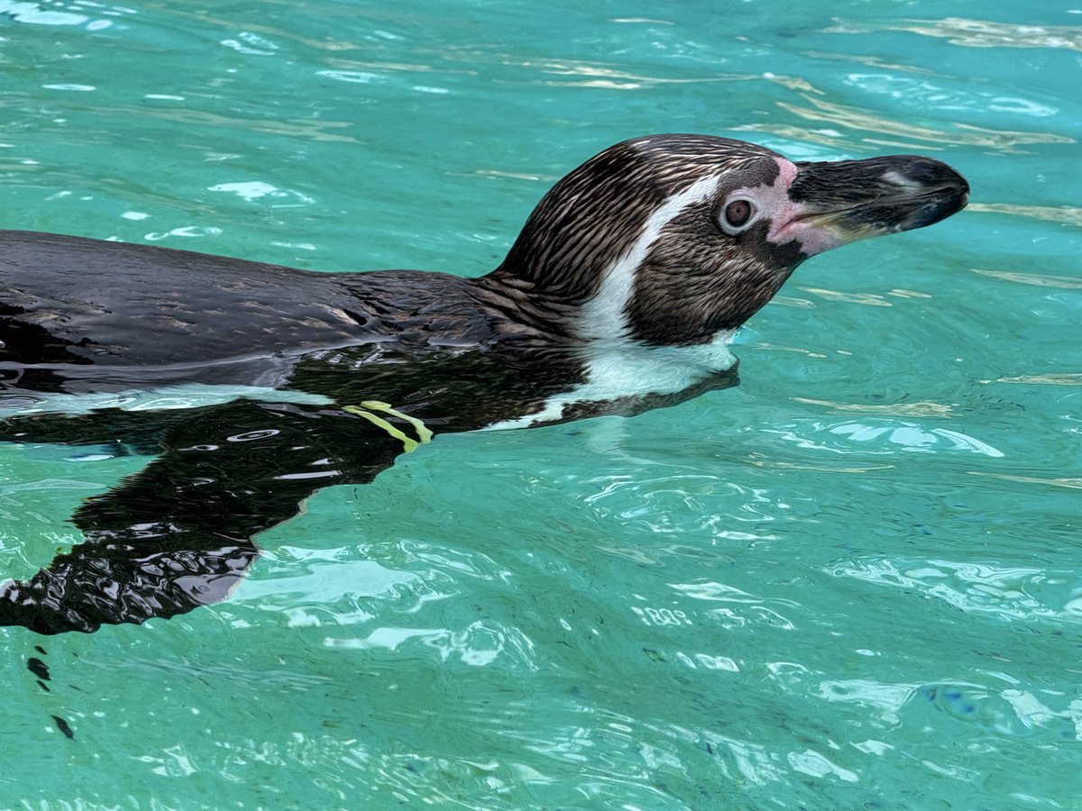 6月23日はフンボルトペンギン【ちくわ】の15歳のお誕生日でした