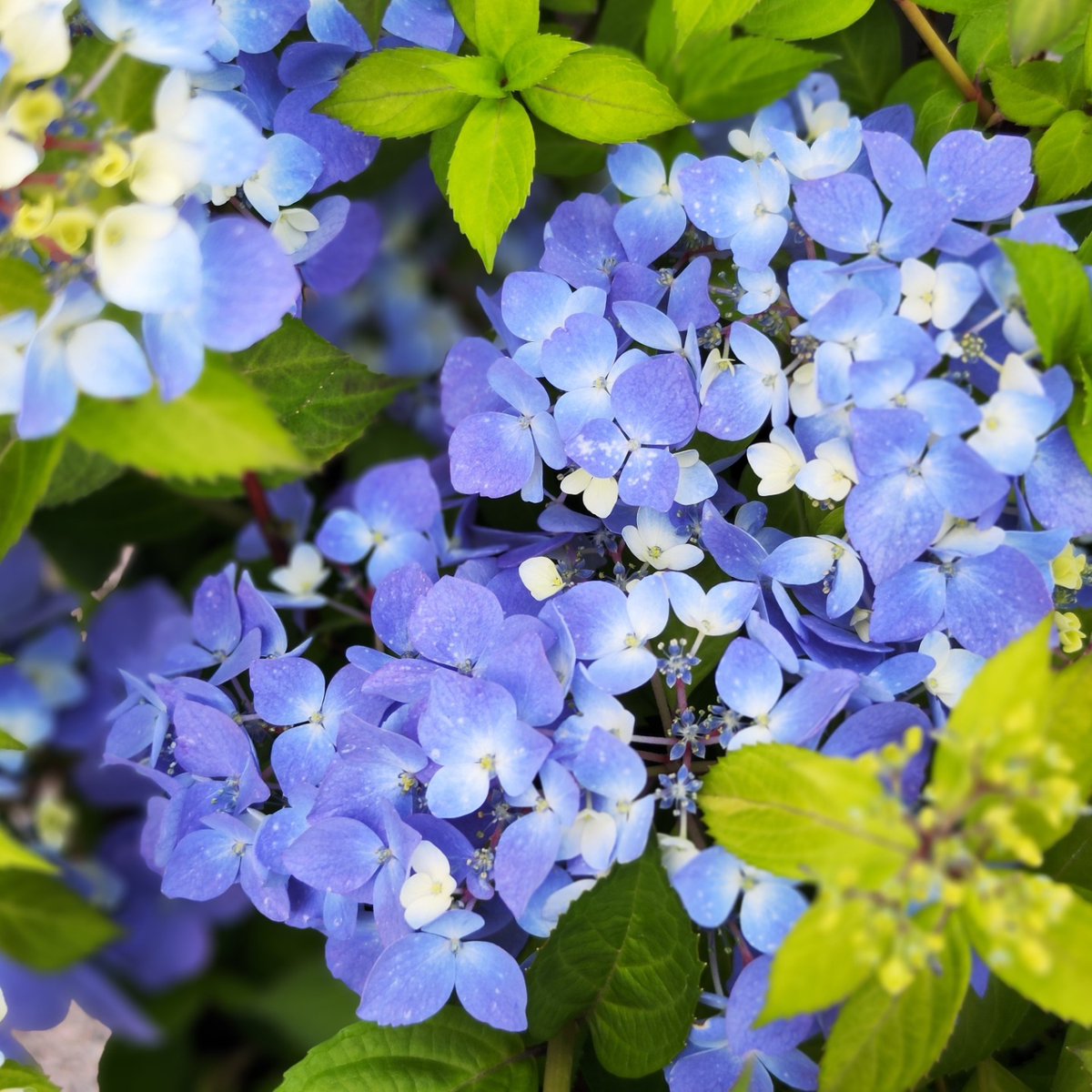 saay_16's tweet photo. 今日は庭の紫陽花やバラに水やりをしました。水やりは約30分かかるので、日中は汗だくになってしまいます😓

#紫陽花が好き 
#紫陽花が咲く庭 
#ガーデニングライフ 
#ガーデニング好きな人と繋がりたい 
#ガーデニング大好き https://t.co/37wXpT2sjG
