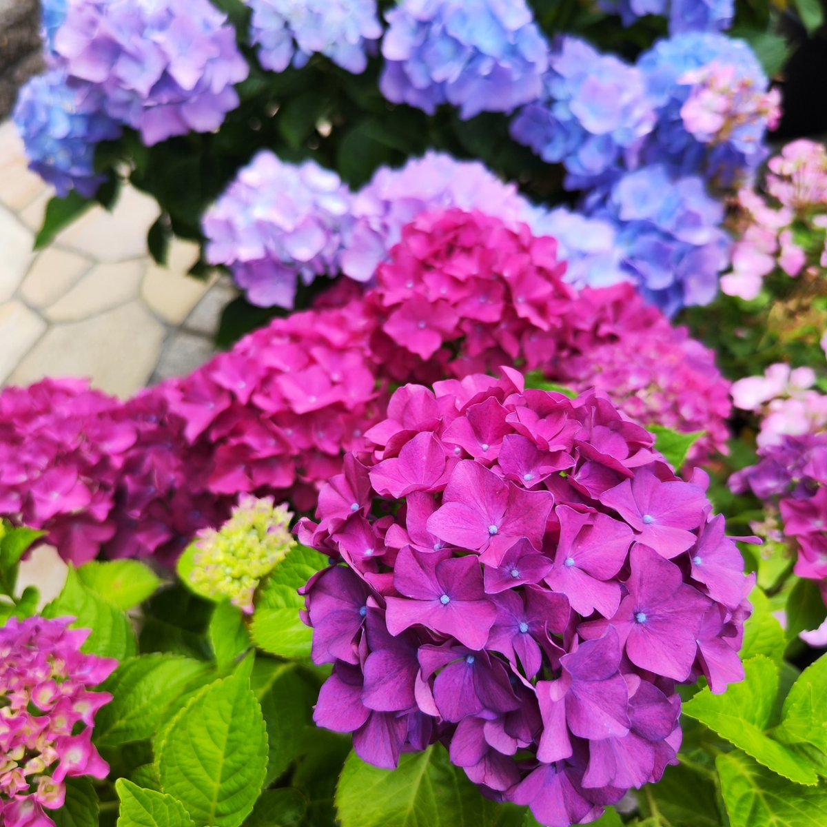 saay_16's tweet photo. 今日は庭の紫陽花やバラに水やりをしました。水やりは約30分かかるので、日中は汗だくになってしまいます😓

#紫陽花が好き 
#紫陽花が咲く庭 
#ガーデニングライフ 
#ガーデニング好きな人と繋がりたい 
#ガーデニング大好き https://t.co/37wXpT2sjG