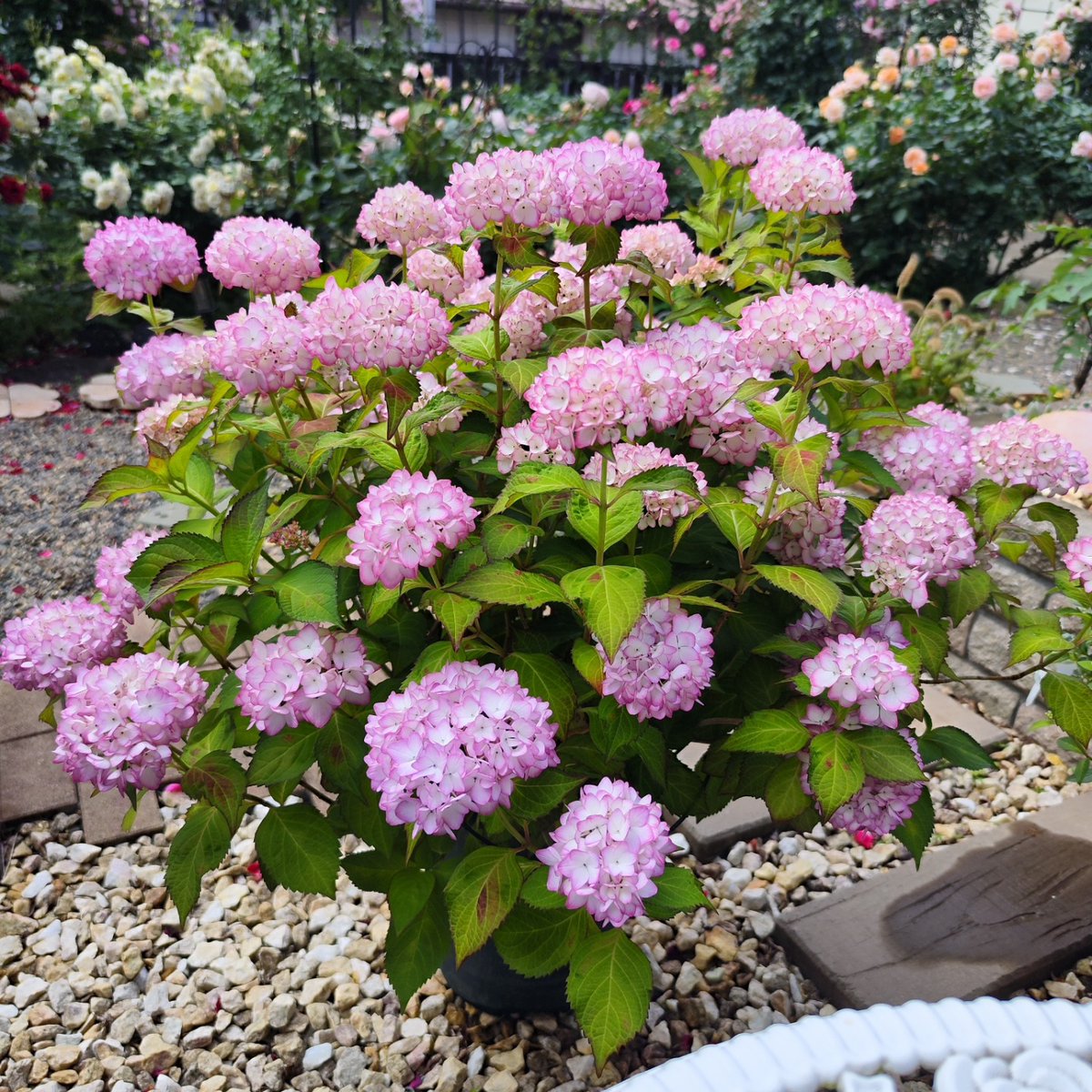 saay_16's tweet photo. 今日は庭の紫陽花やバラに水やりをしました。水やりは約30分かかるので、日中は汗だくになってしまいます😓

#紫陽花が好き 
#紫陽花が咲く庭 
#ガーデニングライフ 
#ガーデニング好きな人と繋がりたい 
#ガーデニング大好き https://t.co/37wXpT2sjG